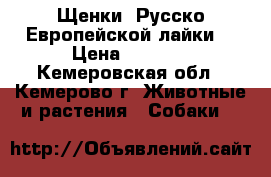 Щенки  Русско-Европейской лайки  › Цена ­ 3 000 - Кемеровская обл., Кемерово г. Животные и растения » Собаки   